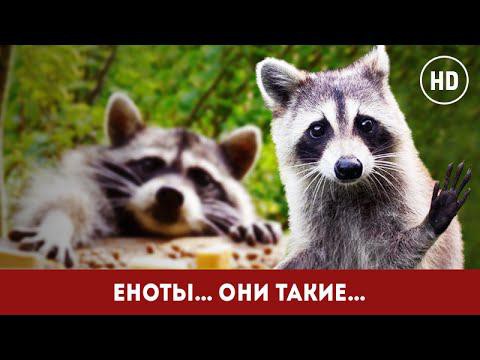 Еноты... Они такие