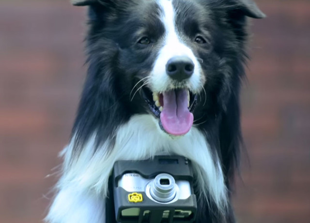 Первый фотоаппарат для собак, делающий снимки при учащении пульса