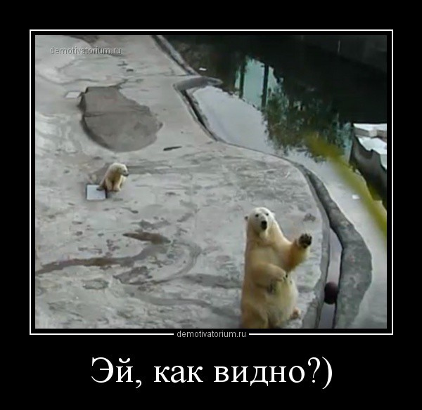 Мишки из московского зоопарка теперь онлайн