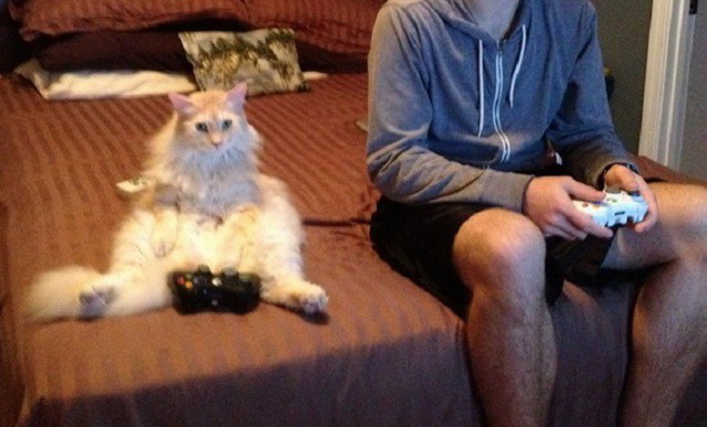 13 животных, которые только и делают, что развлекаются