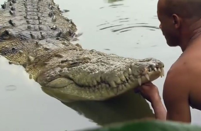 Дружба человека и крокодила