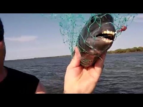 Рыба с человеческими зубами 