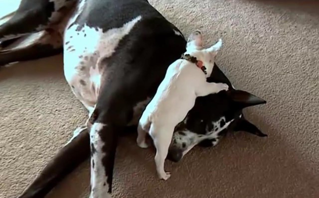 "Слон и Моська"