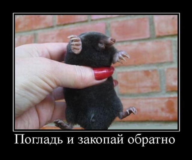 Пятничная подборка демотиваторов 