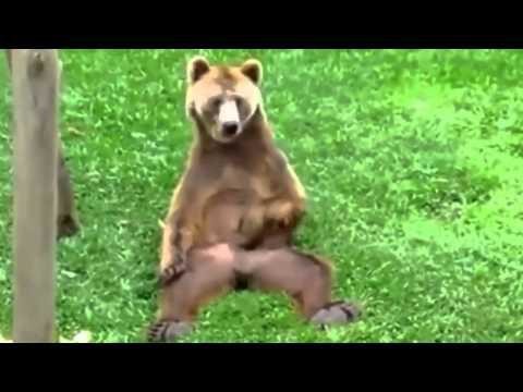 Медведь чешет яйца