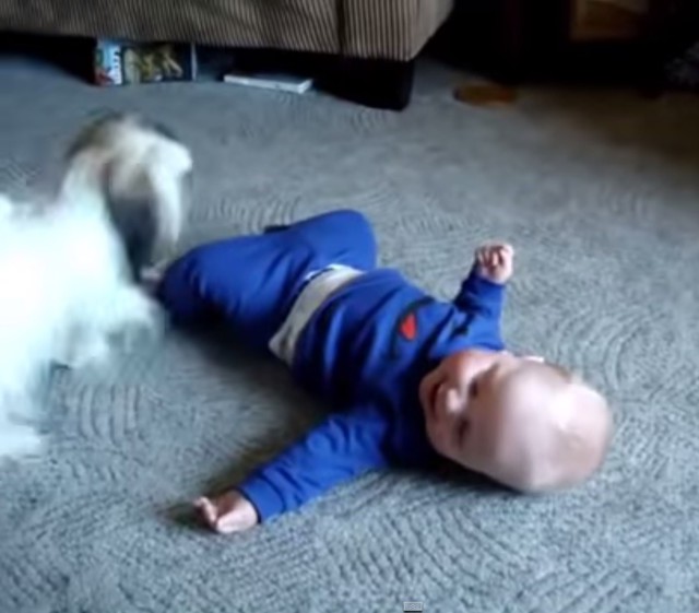 Собака веселит малыша Baby