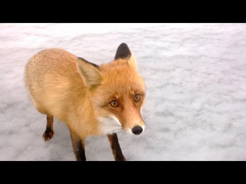 Лисичка пришла перекусить