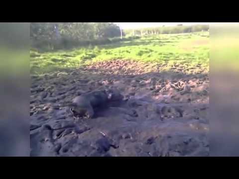 Собака поросяка