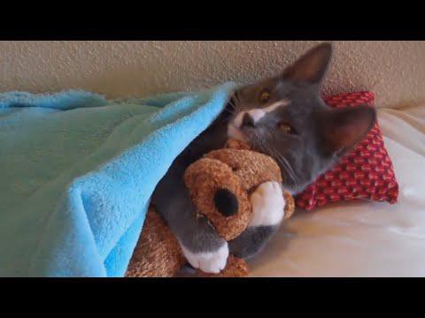 Котятки спят с игрушками