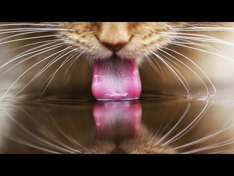 Как пьет кошка
