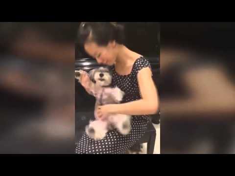  Музыкальный пес 