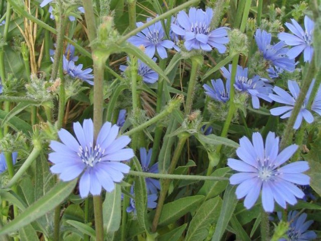 20 заменителей кофе 