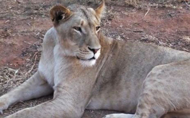 В сафари-парке ЮАР отказались усыплять львицу, убившую туристку из США