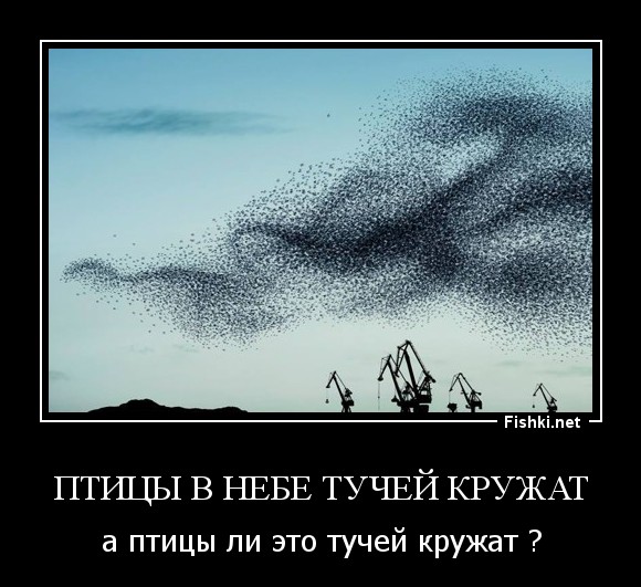 Птицы в небе тучей кружат