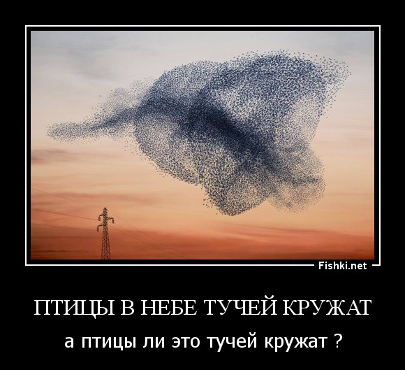 Птицы в небе тучей кружат
