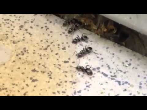 Муравьи пьют водку с кока-колой и отказываются от закуски