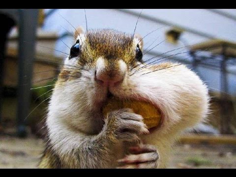 Лучшие приколы с животными. Май 2015