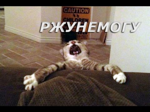 Смешное видео, Сборник №7