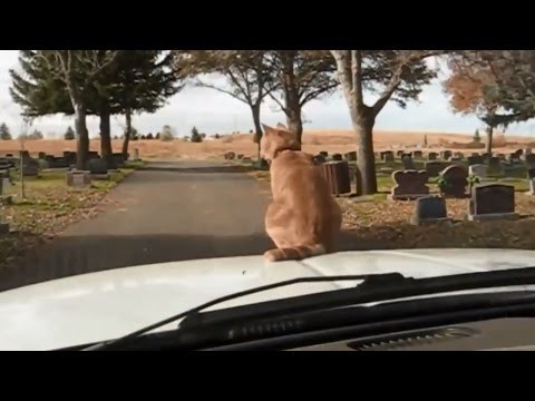 Котейка экстремал!