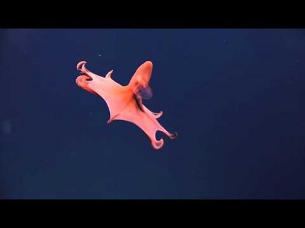 Ученых удивили странные жители морского дна