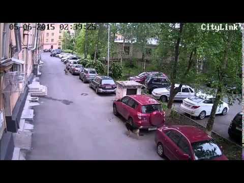 Собаки разодрали джип Toyota в Петрозаводске 