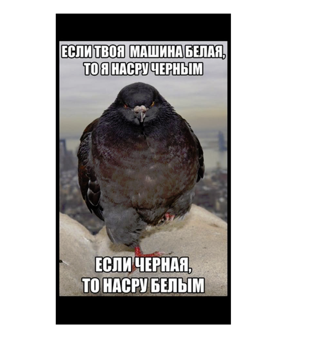 Голуби срут зеброй!!