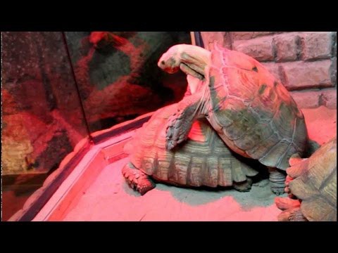 Как кончают черепахи