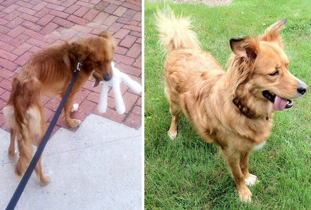 До и после: 16 фотографий спасенных собак