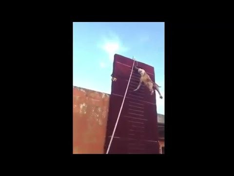 Этому псу заборы не преграда