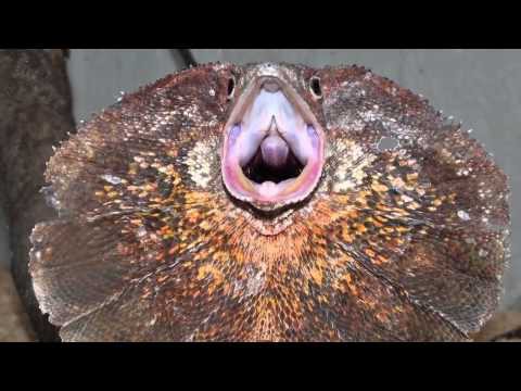 Необычные животные