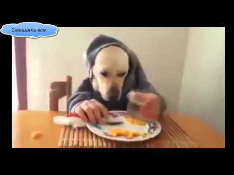 Четкий прикол человек-собака 