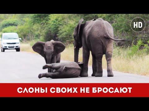Слоны своих не бросают
