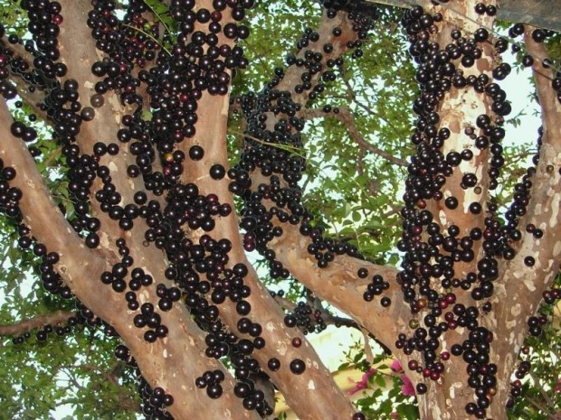 ТОП-10 необыкновенных деревьев