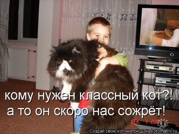 Рассказ про кота-обжору