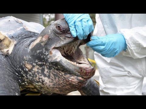 Черепаховый пенис