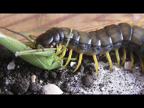 Сороконожка поймала на обед медведку