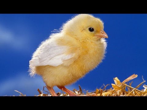 Цыпа атакует