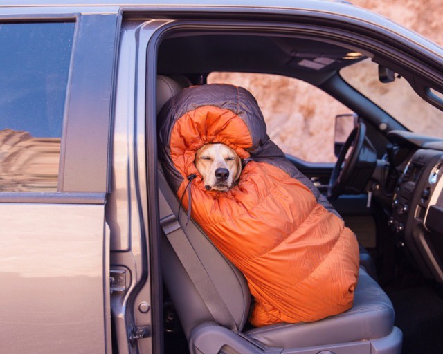 Фотограф взял собаку из приюта и прокатил по всей Америке