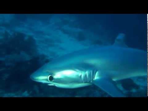 Огромные Акулы-Лисицы