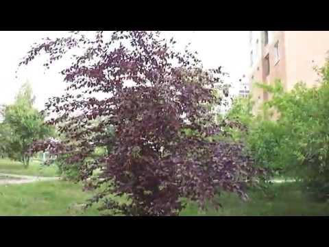 Канадский красный дуб 