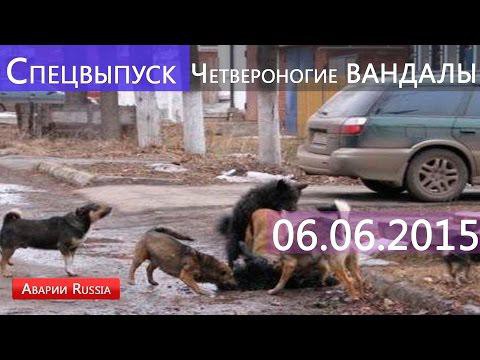 Четвероногие вандалы растерзали припаркованный автомобиль / Июнь 2015 