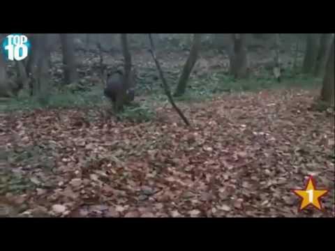  Охота на кабана Прикол 2015! 