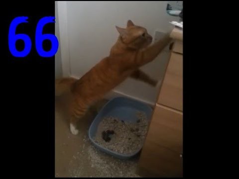 Смешные кошки