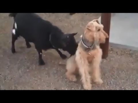 Как надо реагировать на Козлов!