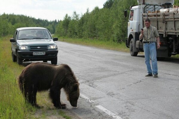 Встреча с медведем