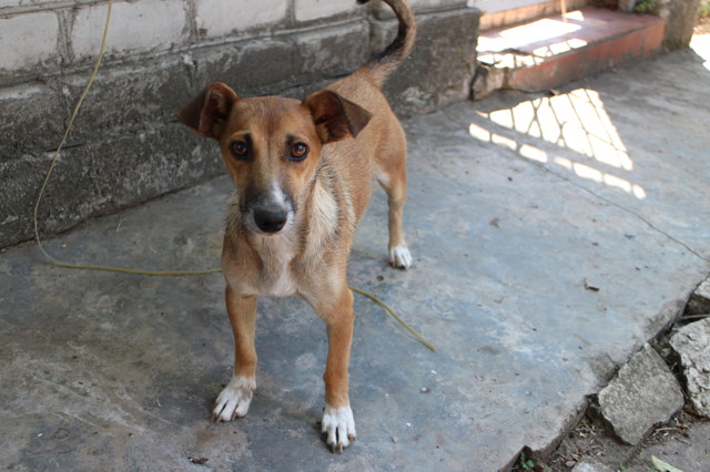 Спасение щенка