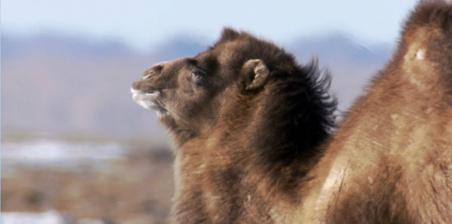 Почти исчезающий вид -  верблюд, обитатель пустыни Гоби