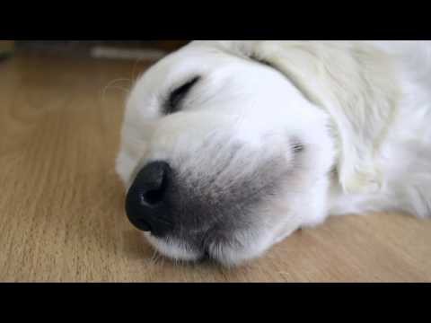 Мои цветные сны - Sharik and the company. My colorful dreams 