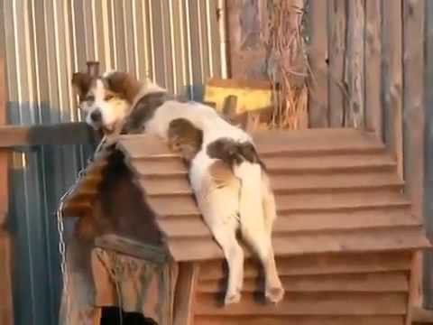 Утомленная солнцем 