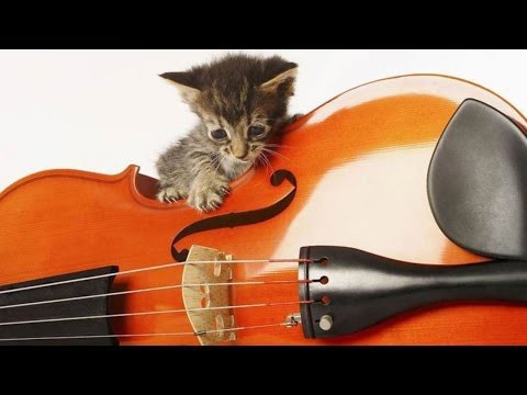 Музыкальные котята